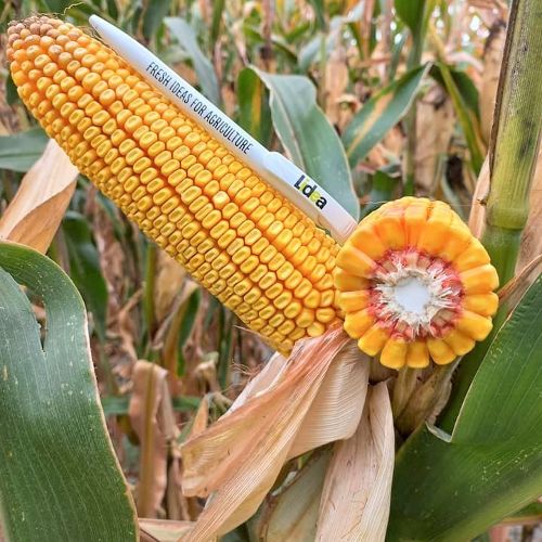 Katalog kukuřice a čiroku 2023
