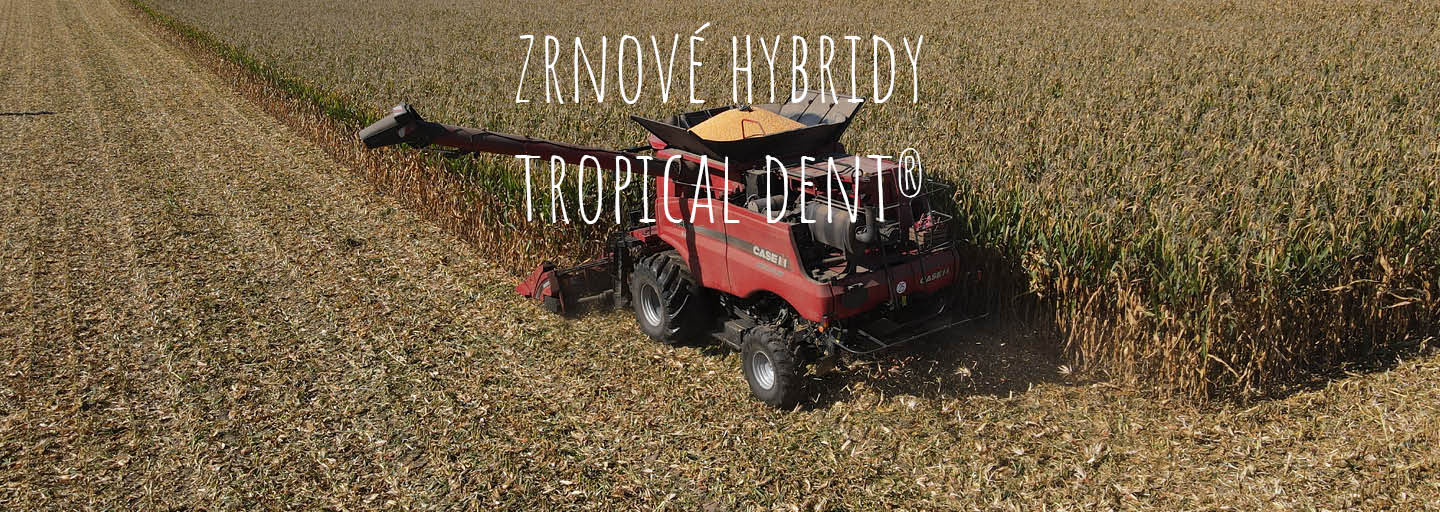 Clanek zrnove hybridy Tropical Dent