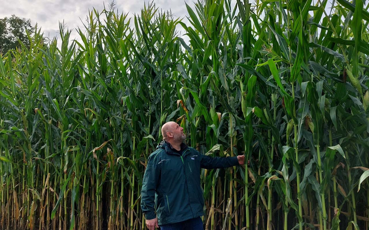 Nejoblíbenější kukuřice